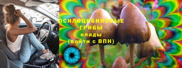 хмурый Аркадак